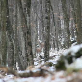 Jelenice