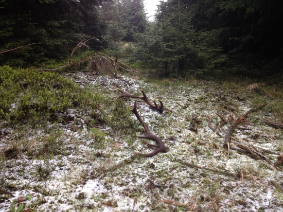 Aj párik sa podaril