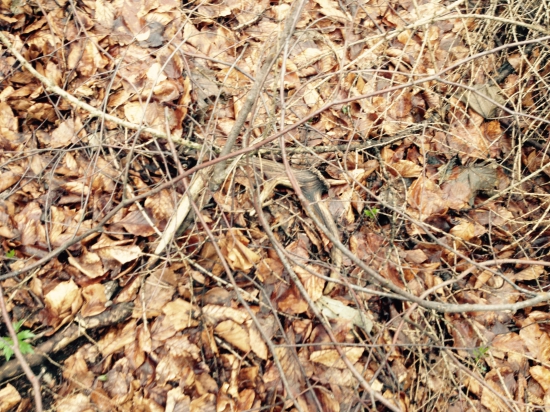 A zas dačo...prvý pohľad