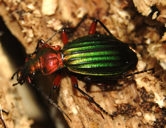 Carabus auronitens
