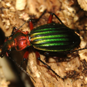 Carabus auronitens