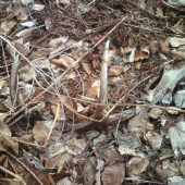 minulorocny 12-torak