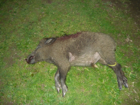 lanštiačik