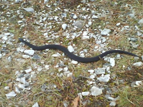 Vretenica(čierna forma)