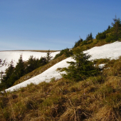 Na hornej hranici lesa.