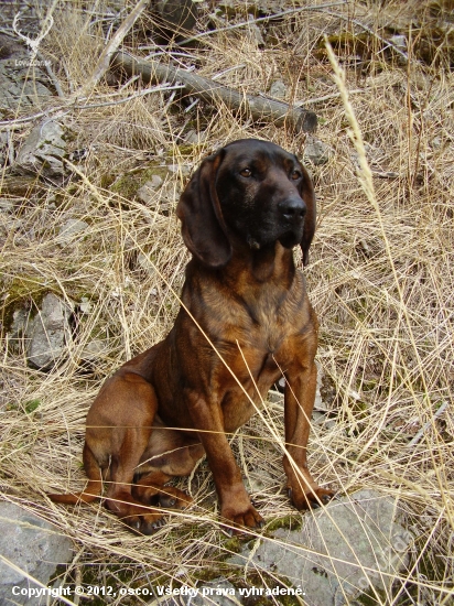 Varo-Vlči potok