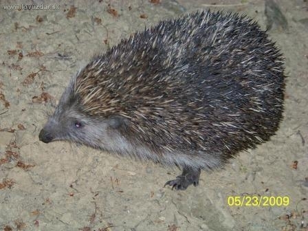 Večerná prechádzka