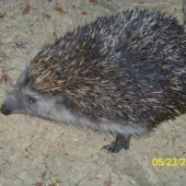 Večerná prechádzka