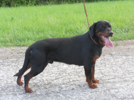 Axo z Iglova už chovný