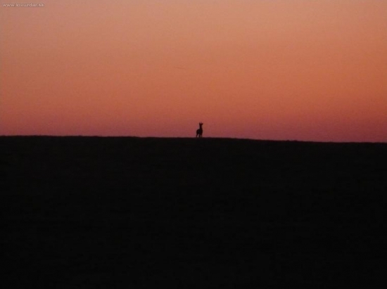 srnec při západu slunce