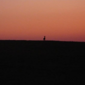 srnec při západu slunce