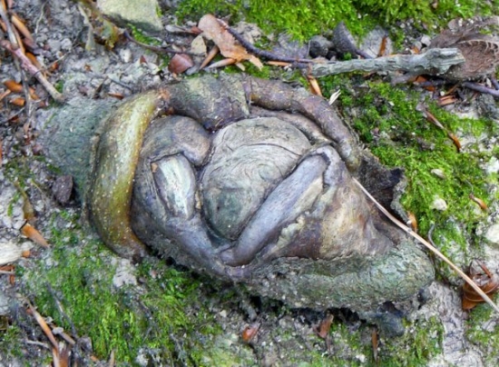 bukovy koren...alebo ....