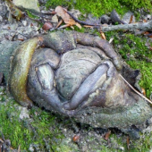 bukovy koren...alebo ....