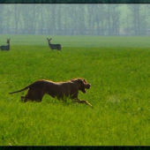 srnci divaci:o)..ani v chotari sa neda nerusene zabehat:P