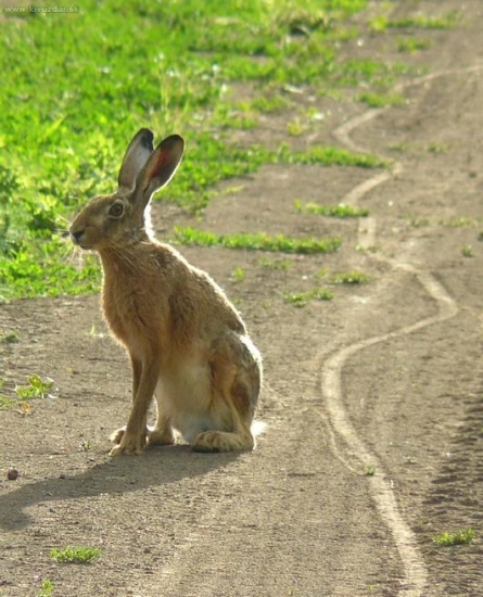 ..tento ma normalne prenasledoval:)