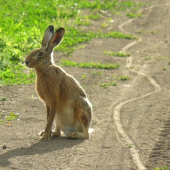 ..tento ma normalne prenasledoval:)