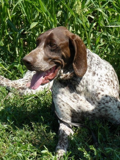 ukazka vycviku polovnych psov;)