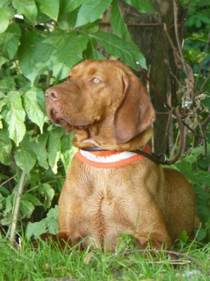 very noble dog :P ..ukážky výcviku poľovných psov