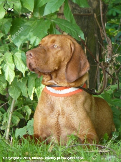 very noble dog :P ..ukážky výcviku poľovných psov