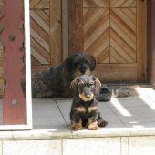 Shorty a Erko