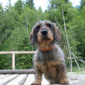 čo to tam šuchoce?