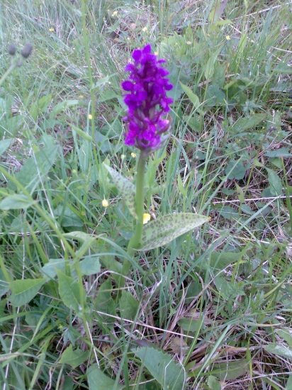 Vstavačovec májový