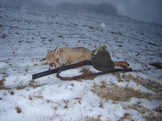 Dôverčivý lišiačik