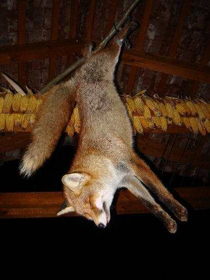 prvý tohoročný llišiak