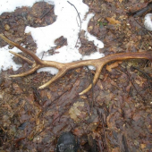 celi den prsalo ale oplatilosa ist