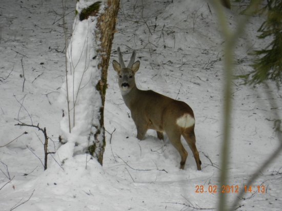 Môj každodenný kamoš