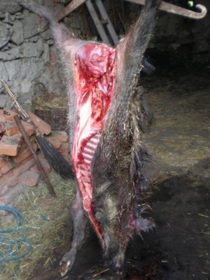 Vitalita černé zvěře