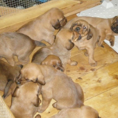 Byl jsem si vybrat štěně