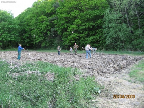 Úprava topinamburového políčka.