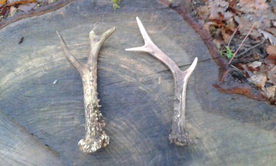 Dnesne prikrmovanie.