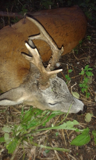 Spomienka zo srnčej ruje 2016.