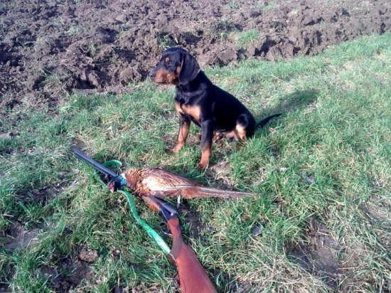 Novembrová poľovačka.