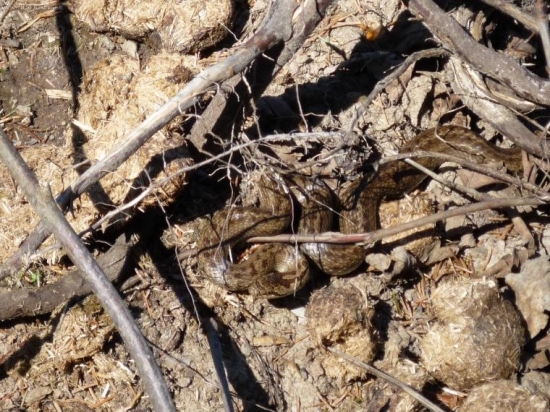 dnes skoro som na ňu stupil :)