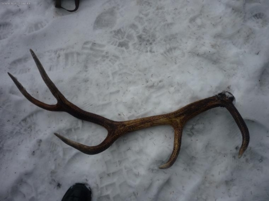 škoda ze nieje tochto ročný ale potešil veľmi  2,8 kg