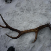 škoda ze nieje tochto ročný ale potešil veľmi  2,8 kg