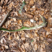 po dlhom pôste aj takýto poteší :))))