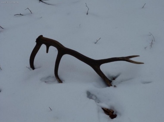 14-torak takto najdený