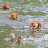 výcvik-Hugo,Hunter a Kris