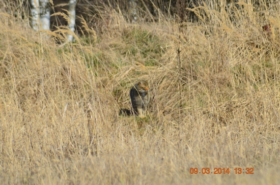 Moja prvá mačka divá