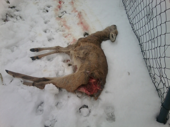 srna strhnuta psami!