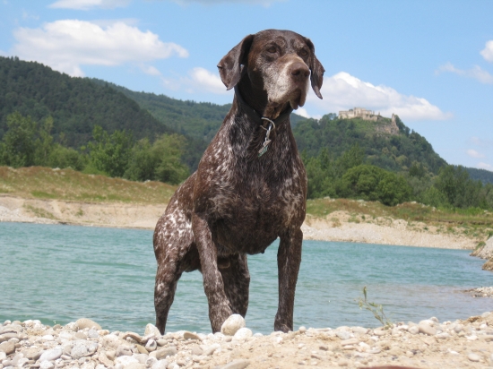 spomienka na mojho verneho člena rodiny HORALA zBilice