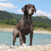 spomienka na mojho verneho člena rodiny HORALA zBilice