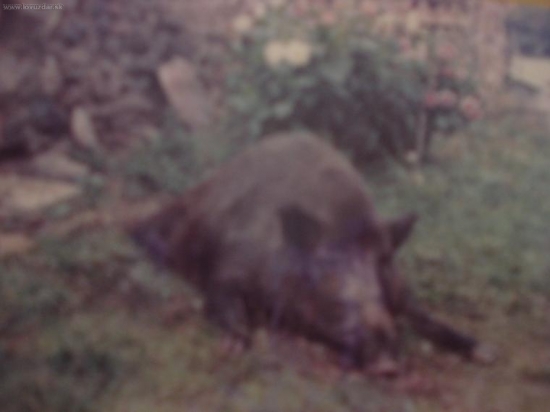 tuje v plnej krase 298kg