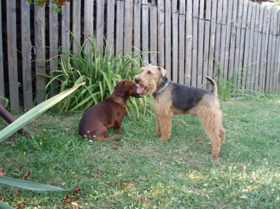 náš kuťko a kamoš