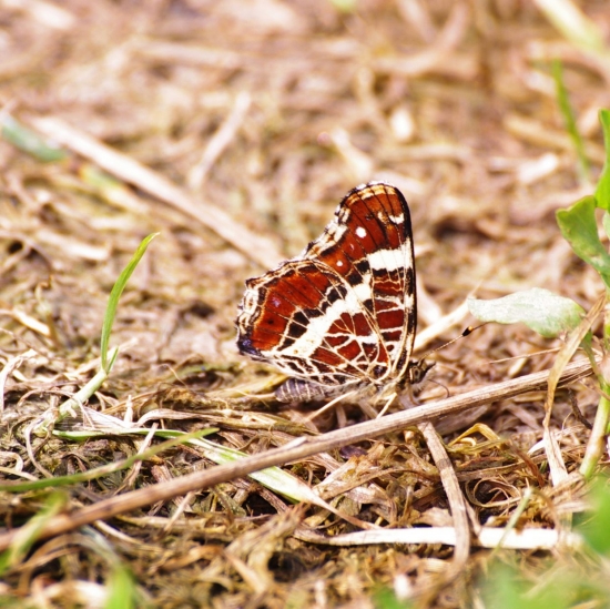 babôčka sietkovaná