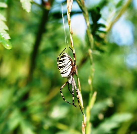 križiak žltopásový